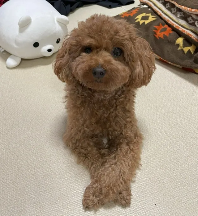 エントリー No.p53の画像
